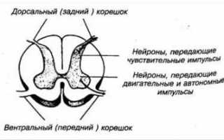 Остеохондроз поясничного отдела с корешковым синдромом симптомы лечение
