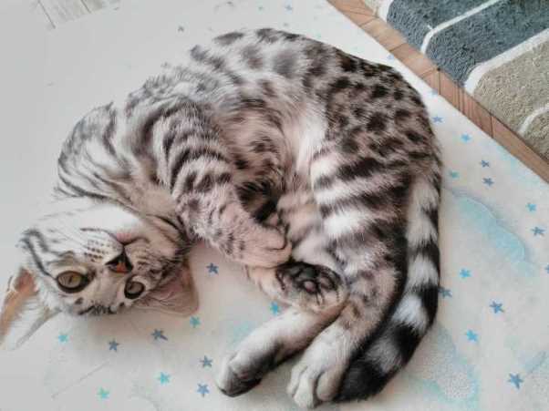 Здоровье и болезни бенгалов