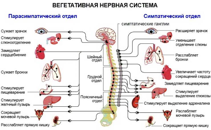 функции нс