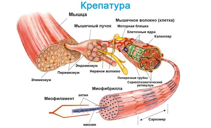 Крепатура