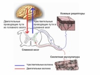 Схема строения нервной системы человека.