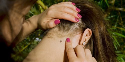 После посещения парка и леса следует осмотреть себя и одежду 