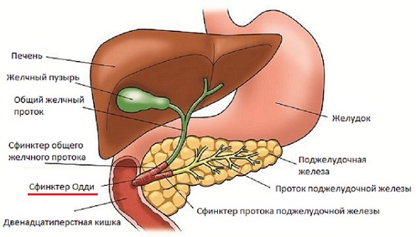 Сфинктер Одди