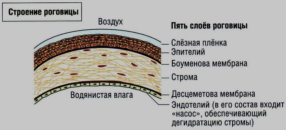 Рубцы роговицы глаза код по мкб